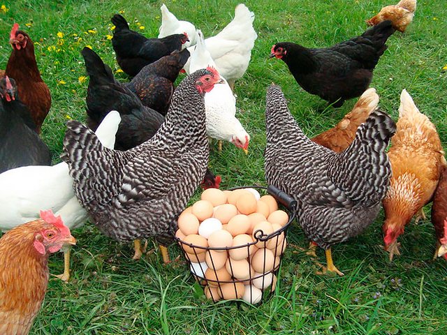 Содержание кур и уход за ними | ЗооТом - продажа, вязка и услуги для животных в Инзе