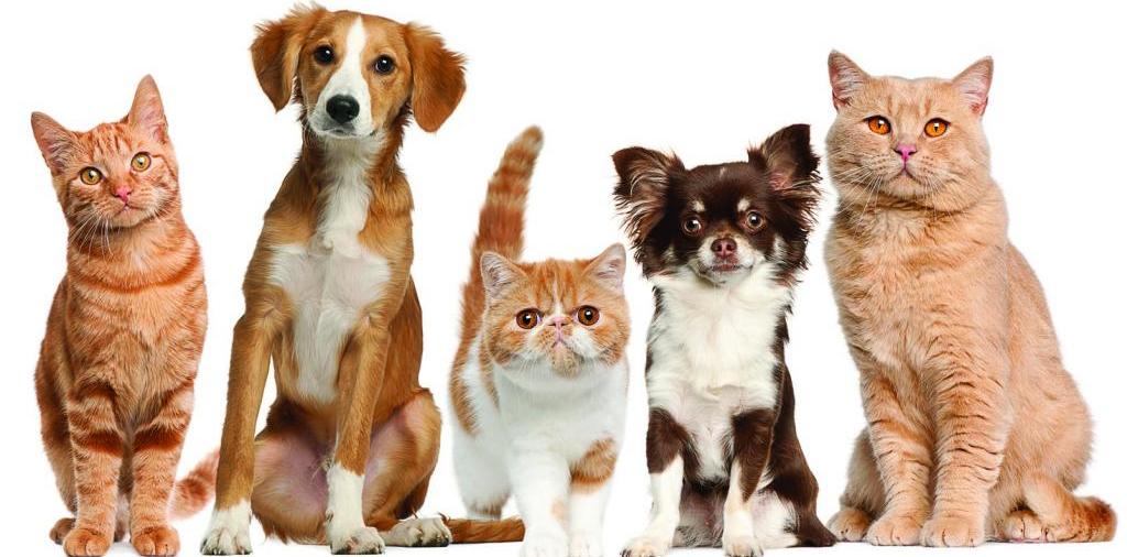 Доска объявлений о животных | ЗооТом - продажа, вязка и услуги для животных в Инзе