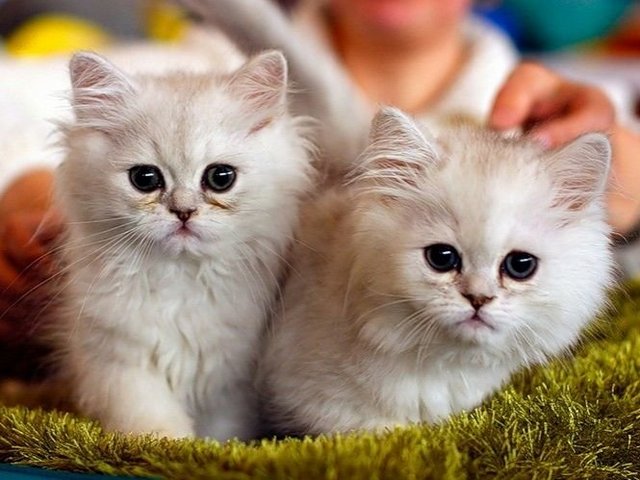 Породы кошек в Инзе | ЗооТом портал о животных