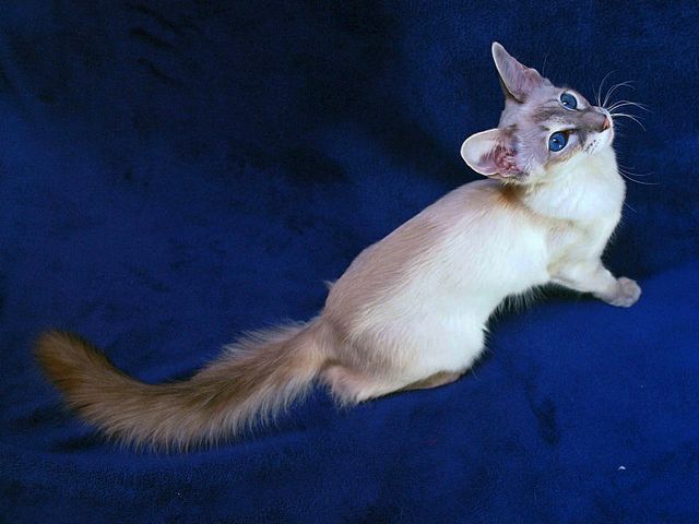 Выведенные породы кошек в Инзе | ЗооТом портал о животных