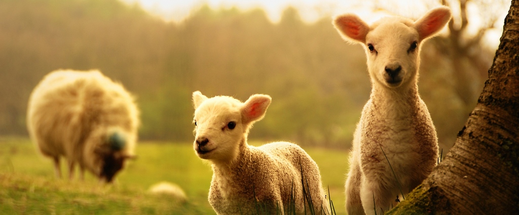 Объявления о сельскохозяйственных животных | ЗооТом - продажа, вязка и услуги для животных в Инзе