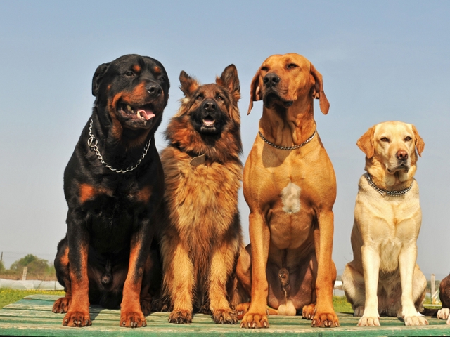 Крупные породы собак в Инзе | ЗооТом портал о животных